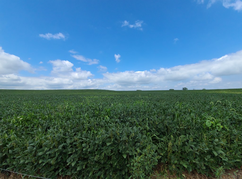 Image is a Soybean field in Southeast Iowa in the late spring. The beans are a lively emerald green and the sky is a beautiful shade of blue with white puffy clouds hanging just on the horizon. 