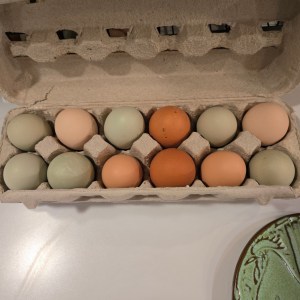  Image is a picture of one dozen farm fresh free range eggs from the hens at Dublin Star Farm West.  These eggs were collected on Christmas Eve and Christmas Day and are various shades of blue-green and brown.  They are in an open egg carton for display.